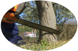 Декларация соответствия ТР ТС 010/2011 о безопасности машин и оборудования